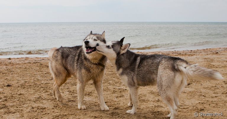 A castração inibe os comportamentos sexuais, mas será que cachorro castrado ainda cruza?