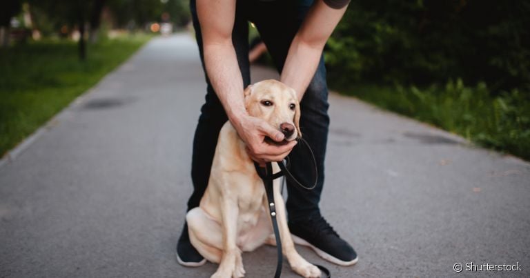 Cachorro engasgado: quadro deve ser investigado quando ocorre frequentemente