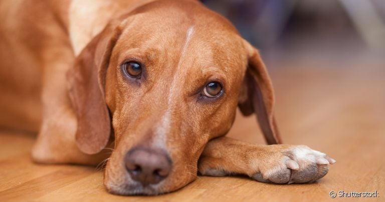 Brincar com o cachorro e estimular atividades físicas é uma forma de lidar com o estresse canino
