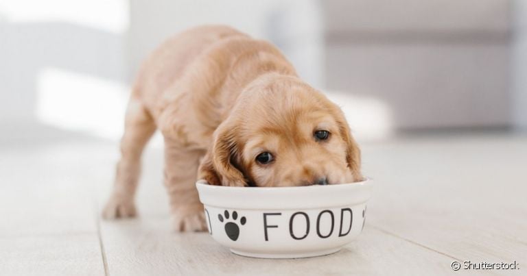 O cachorro pode comer fígado, mas em uma quantidade pequena