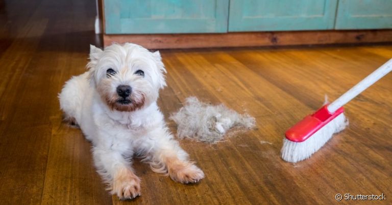 O cachorro soltando muito pelo é normal em algumas estações do ano