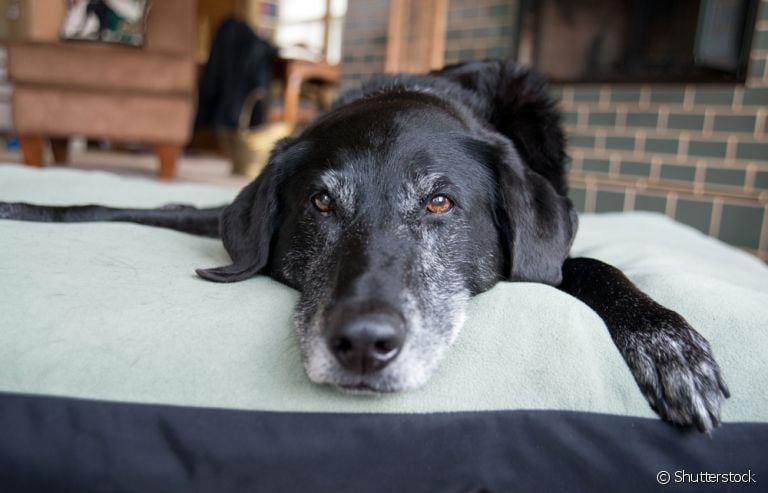 Uma das formas de como ensinar cachorro velho a fazer as necessidades no lugar certo é com recompensas