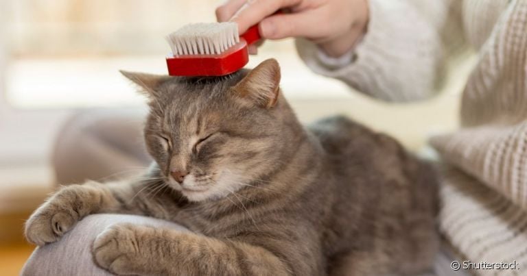 Para escolher a escova para tirar pelo de gato ideal, é preciso levar em conta o tipo de pelagem