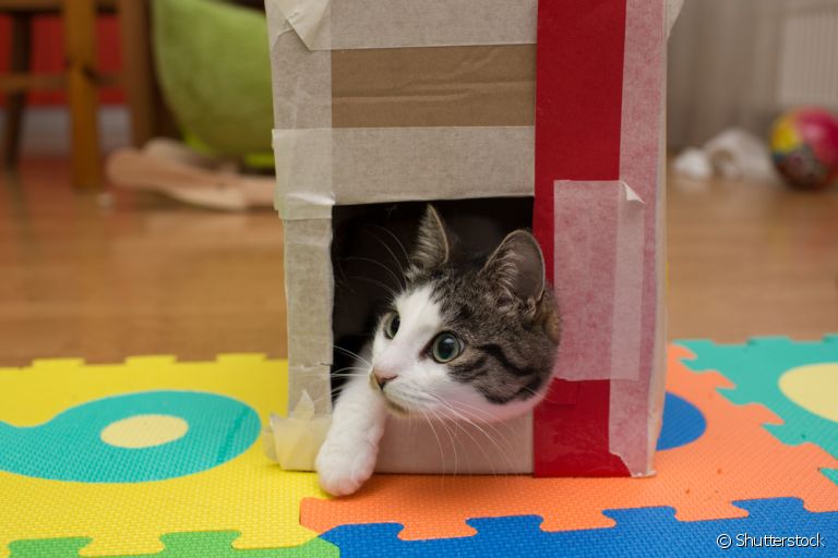 Como fazer brinquedos para gatos? Papelão, garrafa pet e outros materiais podem ser utilizados!