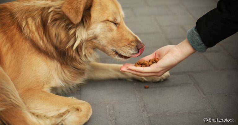 Aprender como fazer comedouro para cães de rua é uma ótima forma de ajudar quando você não pode resgatar animais