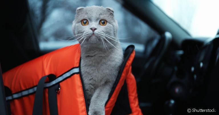 Remédio para gato dormir precisa de prescrição médica