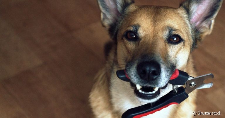 O uso frequente do cortador de unha para cachorro evita infecções e acidentes causados pelas garras grandes