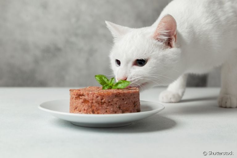 O patê para gatos é uma opção de alimento nutritivo e saboroso, mas que deve ser oferecido com moderação