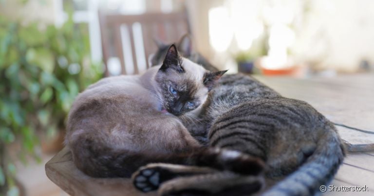 Feridas na pele do gato de cuidados com a limpeza para não infeccionarem