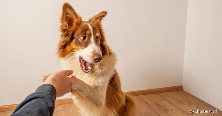 Adestrar cachorro em casa não é um bicho de sete cabeças