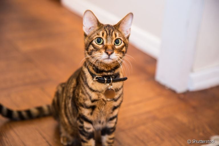 O Toyger é um gato parecido com tigre que tem várias qualidades