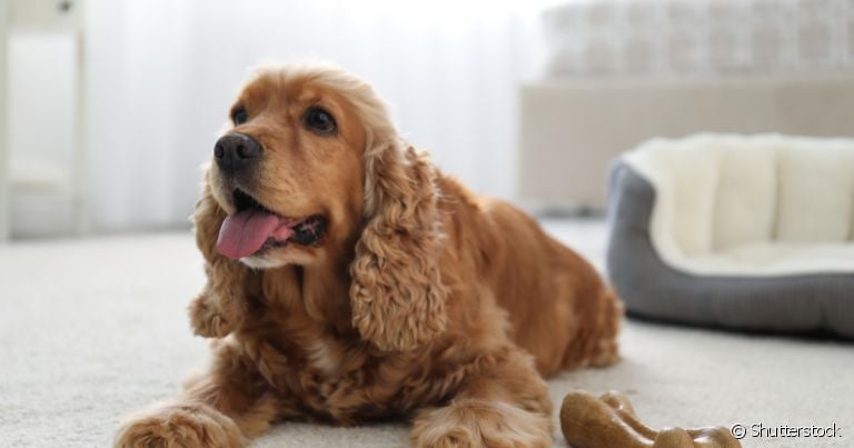 Creche de cachorro: custo e benefício das opções deve ser levado em conta