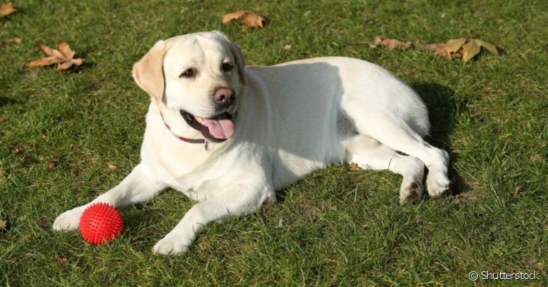 Cuidar de cachorro requer atenção com alguns detalhes para proporcionar qualidade de vida ao animal