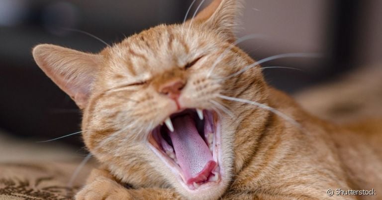 Os dentes do gato precisam de cuidados diários para evitar problemas bucais
