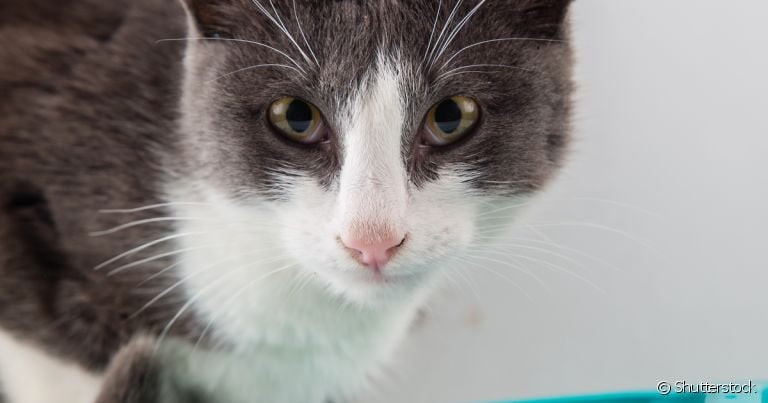 Verme de gato: diarreia, vômitos, perda de peso e inchaço na barriga são alguns sinais