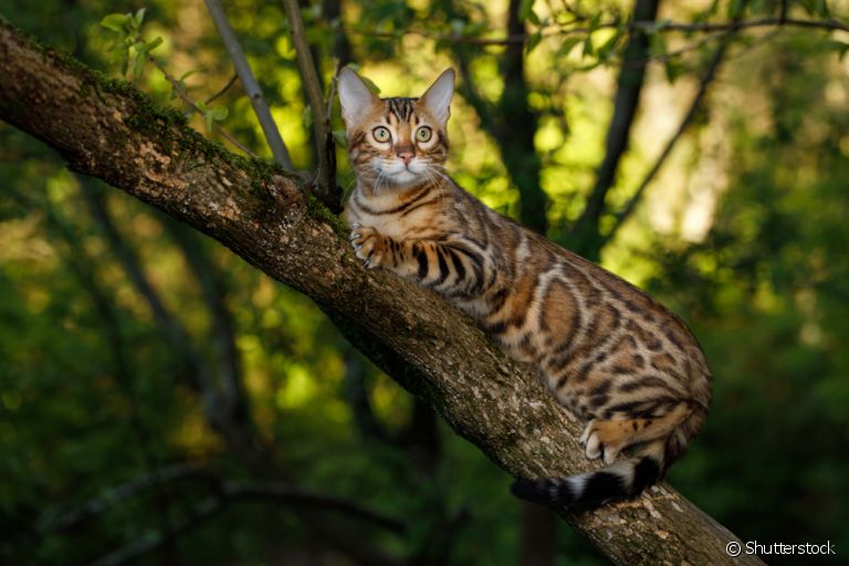 Os gatos híbridos derivam do cruzamento entre felinos domésticos e selvagens