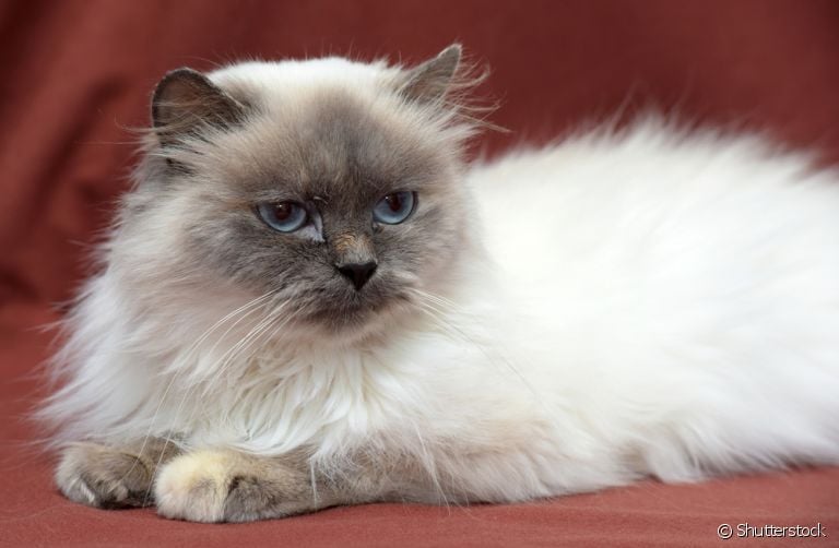 O gato Himalaia tem um jeitinho doce, tranquilo e super carinhoso