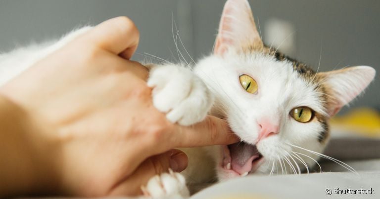 Gato que morde: comportamente pode indicar uma série de coisas