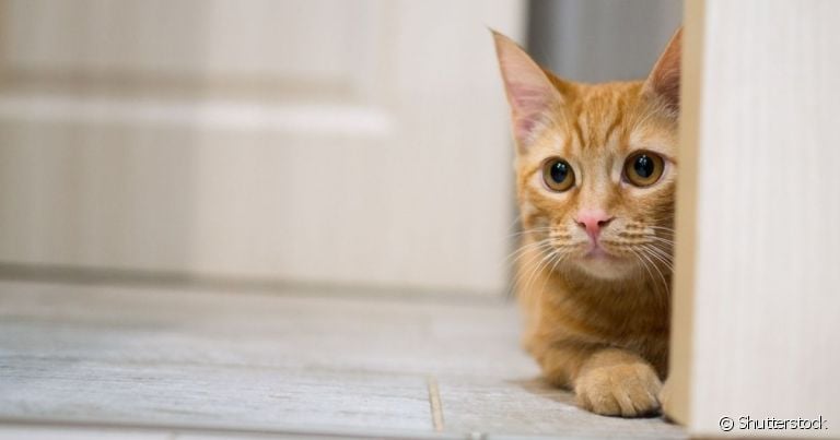 Apesar de não demonstrarem muito, o gato sente falta do dono e isso pode causar mudanças de comportamento