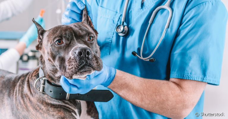Giárdia em cães: vacina impede disseminação da doença no ambiente
