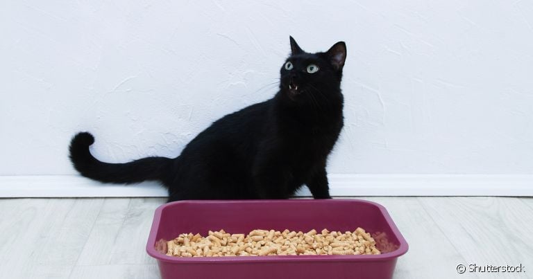 Granulado de madeira: gatos filhotes e adultos podem usar caixa de areia com esse tipo de material