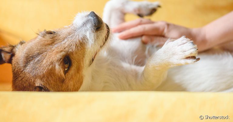 Hidratante natural para patas de cachorro precisa de aprovação de veterinário