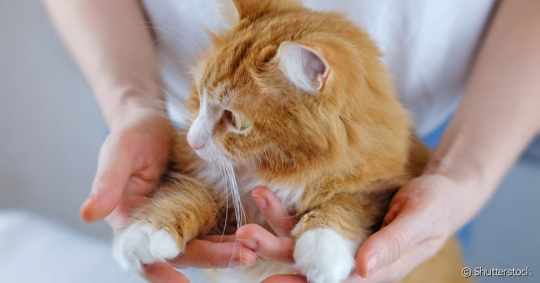 Hidratante para patas de gatos ajuda a evitar ressecamento na região