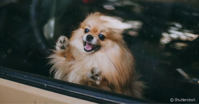 O cachorro com calor fica com a temperatura corporal muito elevada dentro do carro fechado