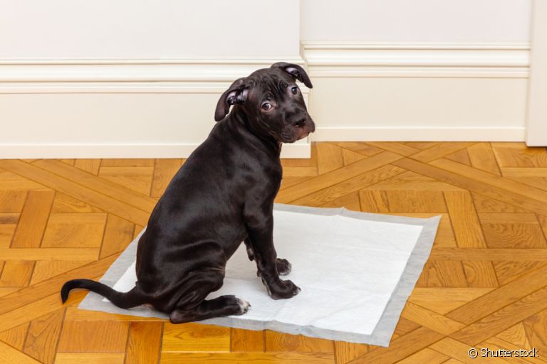 O tapete higiênico para cachorro é muito mais adequado do que o jornal velho