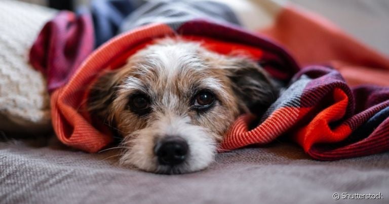 Ao contrair leishmaniose, cachorro tem sua imunidade bastante debilitada