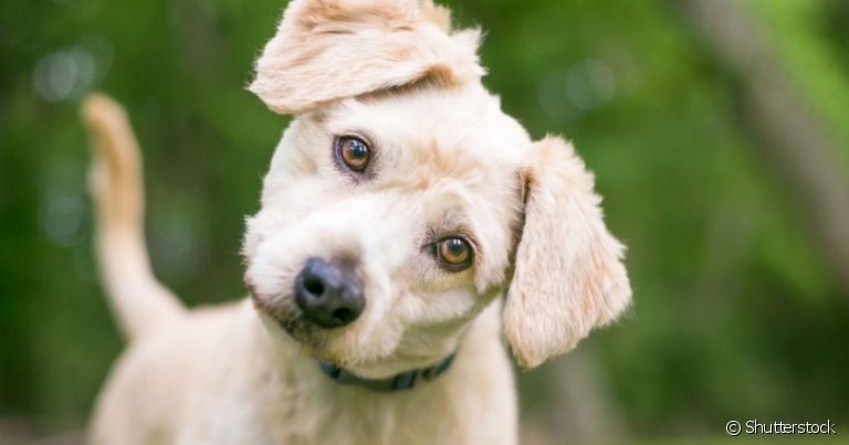 A linguagem canina é repleta de curiosidades e o motivo do cão virar a cabeça ao te ouvir pode surpreender