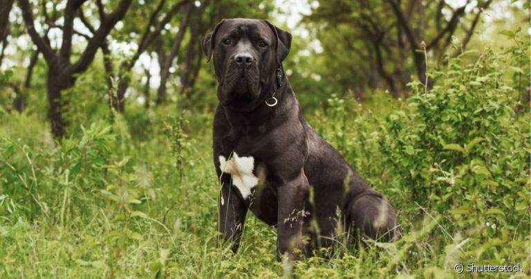 O Mastiff Persa é considerado uma das raças de cachorro mais poderosas do mundo