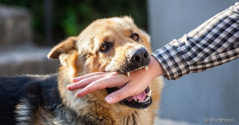 A mordida de cachorro pode causar infecções graves na pessoa atacada