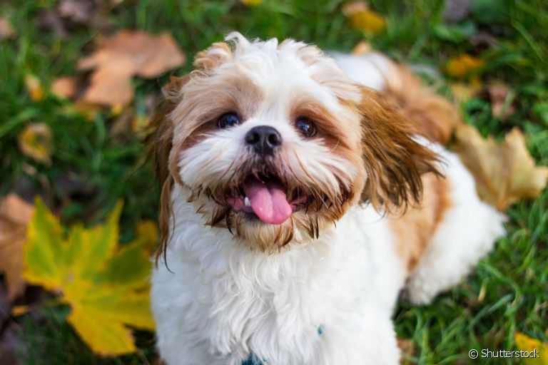 o pedrigree de cachorro é como um certificado de pureza na linhagem do pet