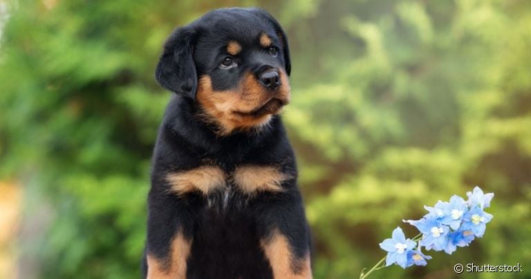 O Rottweiler é um cão muito carinhoso e dócil quando recebe uma boa criação