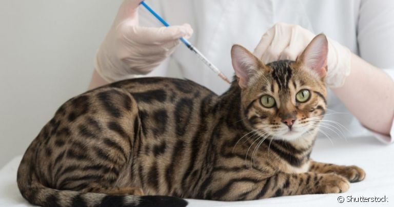 O anticoncepcional para gatos traz muitos problemas à saúde causados pelo excesso de hormônios