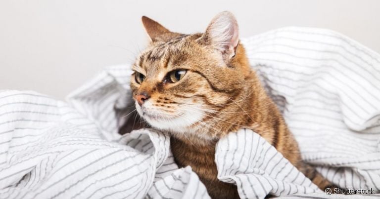 A pancreatite em gatos ocorre quando há uma inflamação no pâncreas do bichano