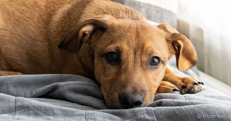 A papilomatose canina é uma doença cutânea que causa verrugas na pele do animal