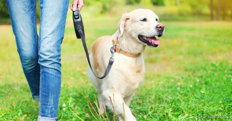O momento de passear com cachorro pode dizer muito sobre o comportamento animal