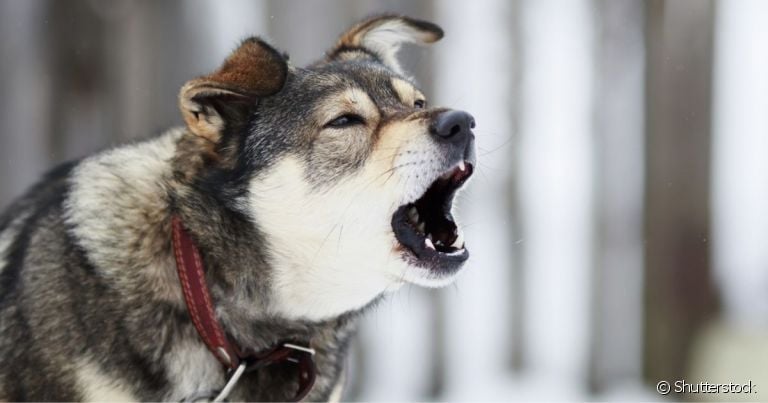 Dentre as razões do por que os cachorros latem pro nada, a audição e olfato apurados são muito comuns