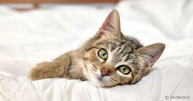 A pif felina é considerada uma das doenças mais graves que podem atingir o gato