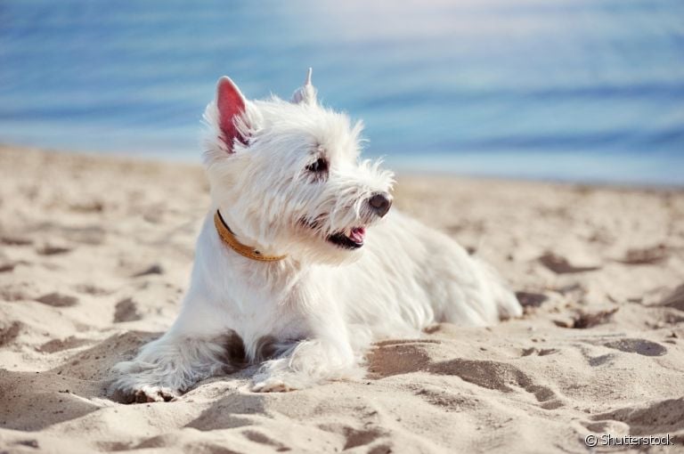 O cachorro pode ir na praia, desde que alguns cuidados sejam tomados