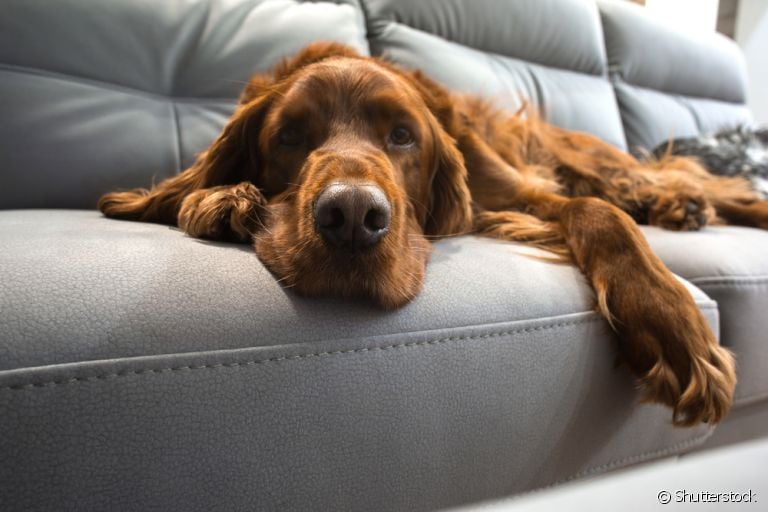 O cachorro vomitando em cima do sofá, carpete ou cama pode ser um comportamento instintivo