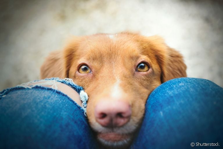 Já se perguntou por que os cachorro cheira as partes íntimas das pessoas? É para conhecê-las melhor!