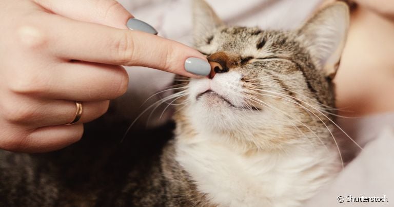 Gato ronronando nem sempre está demonstrando satisfação