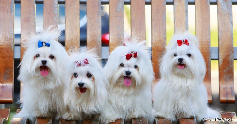 Raças de cachorro mais populares: preço dos filhotes pode variar de acordo com suas características