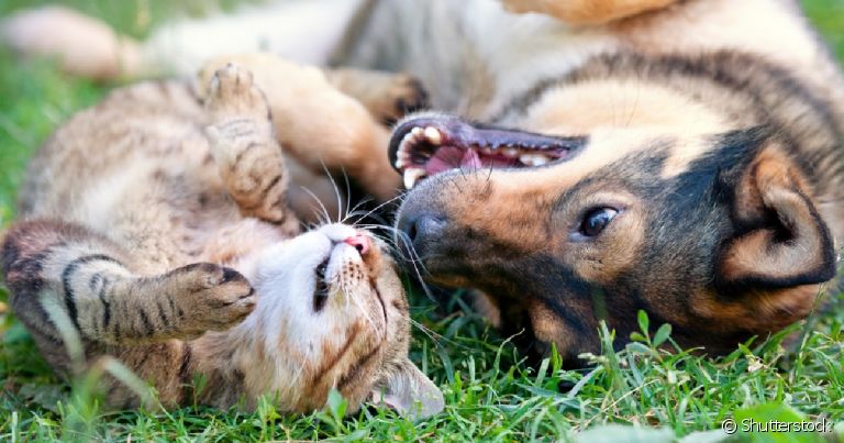 Além de ter ação contra pulgas e carrapatos em cães e gatos, Bravecto também atua na quebra do ciclo de vida dos parasitas