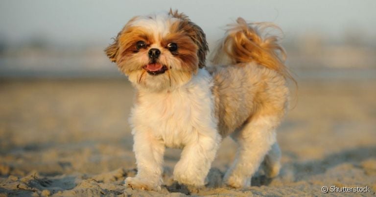 O Shih Tzu é braquicefálico, assim como Pug, Lhasa Apso e Bulldog