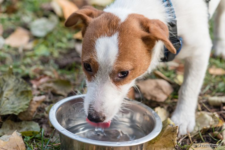 O bebedouro de cachorro pode ser encontrado em diferentes modelos, desde os simples até os mais sofisticados
