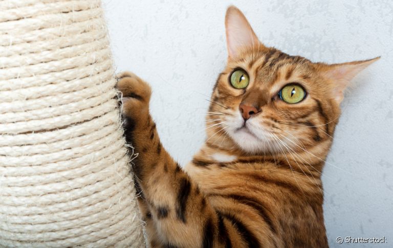 O arranhador para gatos deve ser trocado de acordo com o tipo de material do acessório
